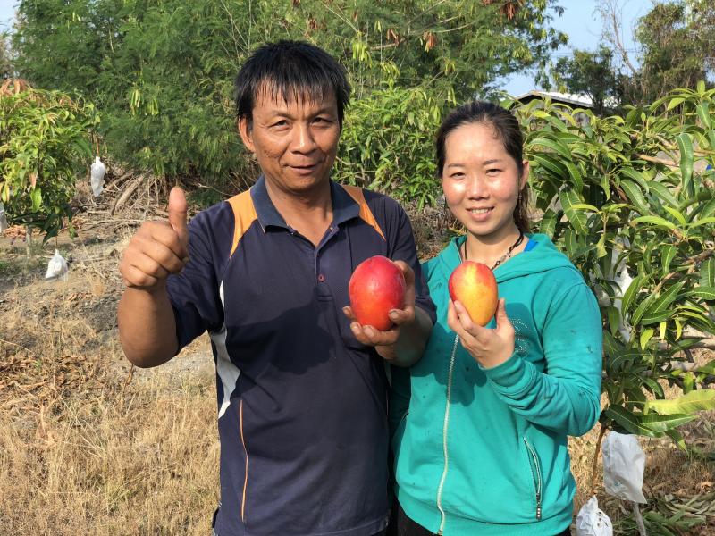 小農沈俊清與妻子阮金燕共同經營果園。