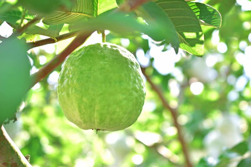 製作成濃縮液肥來種植芭樂