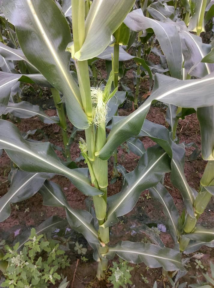 寶哥友酵農場-玉米筍發牙囉