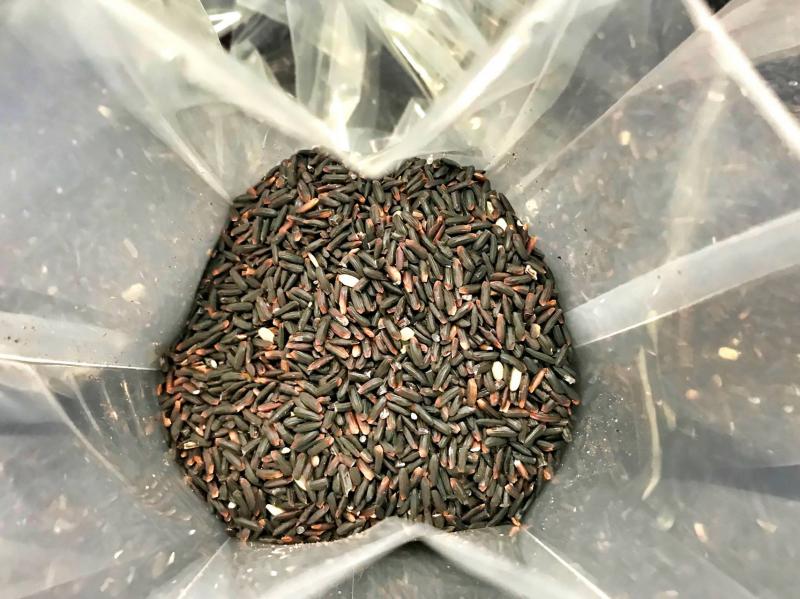 吳大哥他栽種的黑米，粒粒飽滿，均勻有光澤
