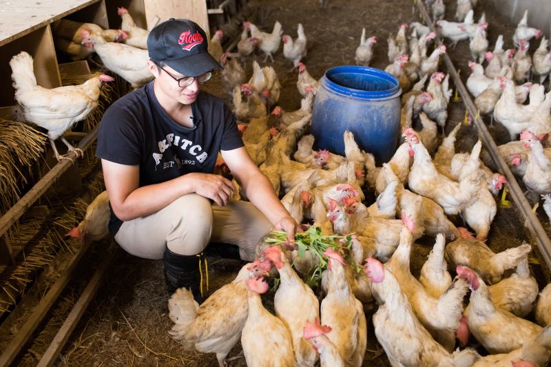 大裕農牧場-農場內的雞都吃有機的地瓜葉