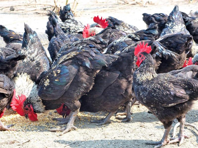 青生活農場-健康的黑羽機