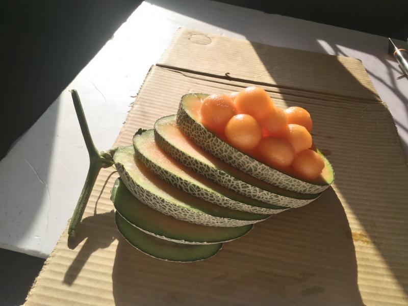 義豐農場-令人垂涎三尺的洋香瓜