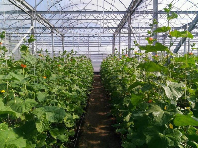 義豐農場-農場環境