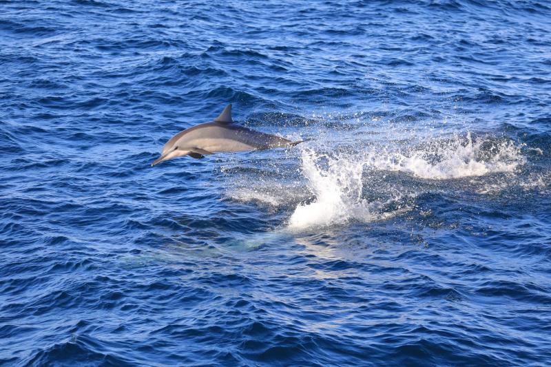 一隻銀灰色的海豚躍出水面，海水瞬間濺起水花，蔚藍的海與白色水花形成絕美的畫面。