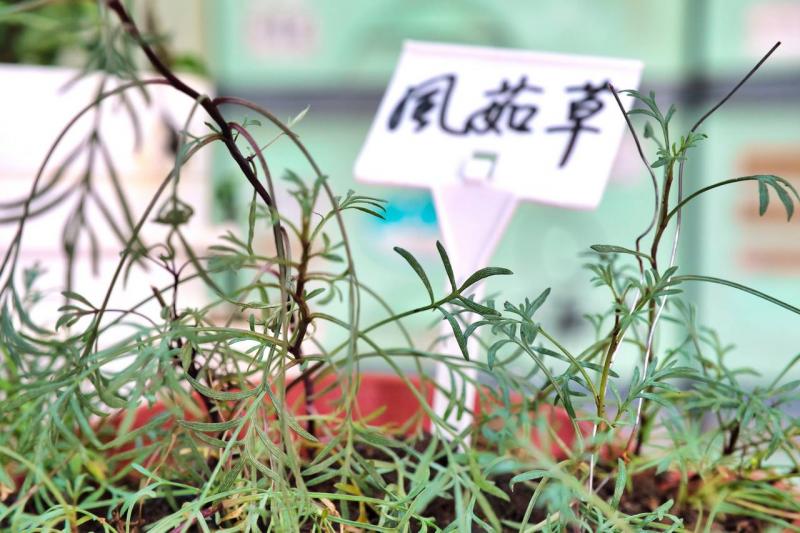 「香茹茶」，在澎湖稱為「風茹茶」，茶如其名，一口喝下，清香潤喉。