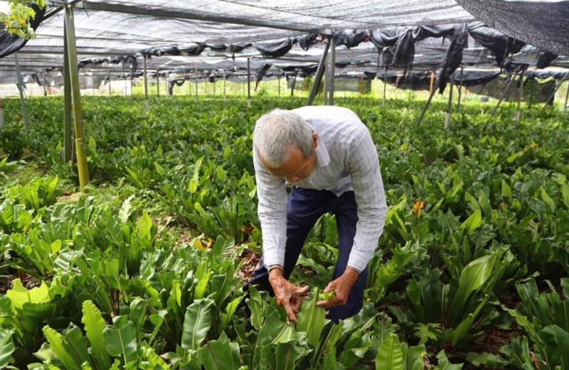 農夫彎下腰將山蘇的葉片翻起，查看有無病蟲害，在他的細心照料下，山蘇長的翠綠而美麗。