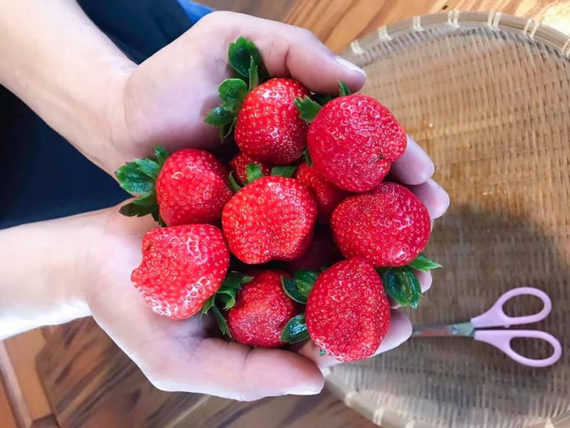 果實又大又香甜，現採現吃，有種初戀般的酸甜。