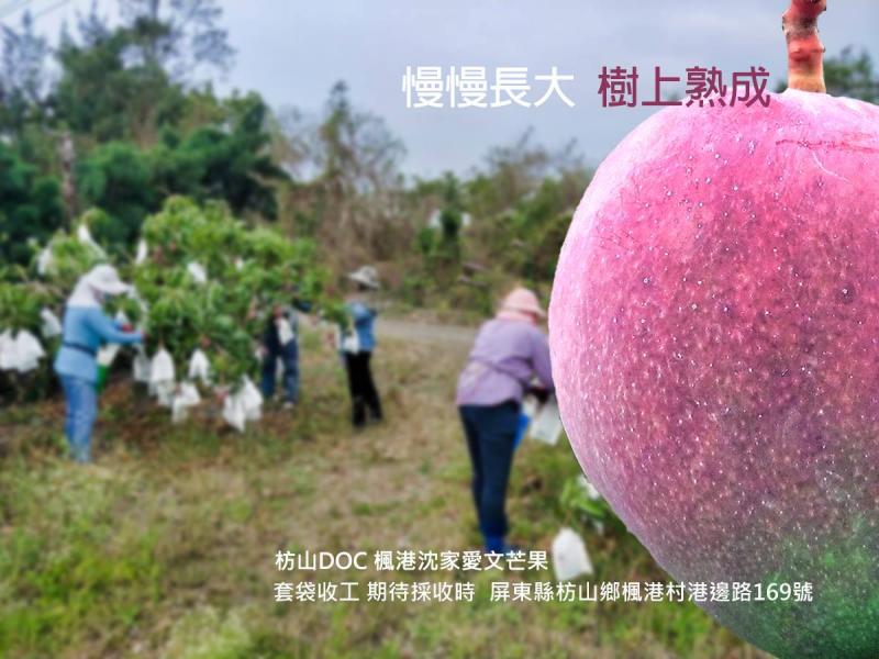 枋山楓港的愛文芒果，是每年5-6月水果季節的重頭戲，家家戶戶忙著採收果實。