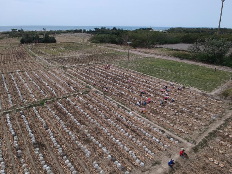 每年3-4月是恆春半島洋蔥盛產季節，全村總動員。