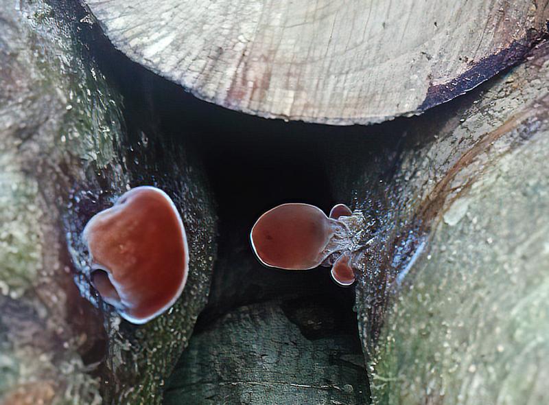 生長於椴木上的黑木耳