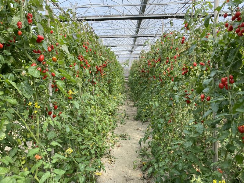 產季時的小番茄，鮮紅欲滴