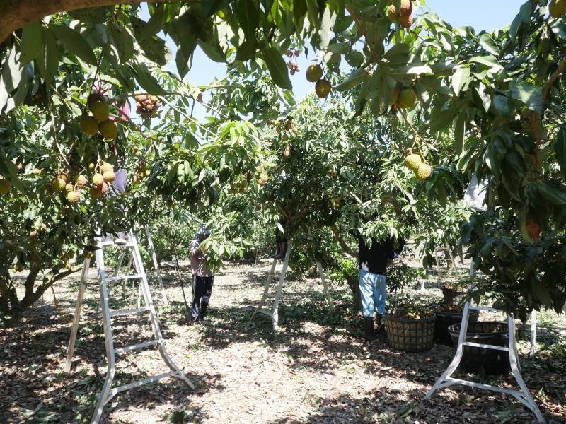 玉荷包每年五月中旬是玉荷包盛產期，產期約僅有15到20天