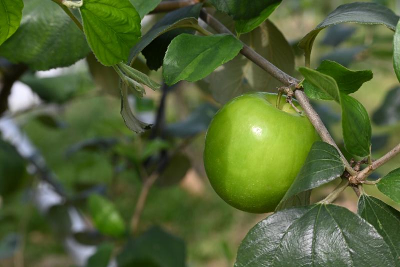 拍攝基本技巧，就是找光，此照片亮和暗對比，也拍出遠近的景深感。