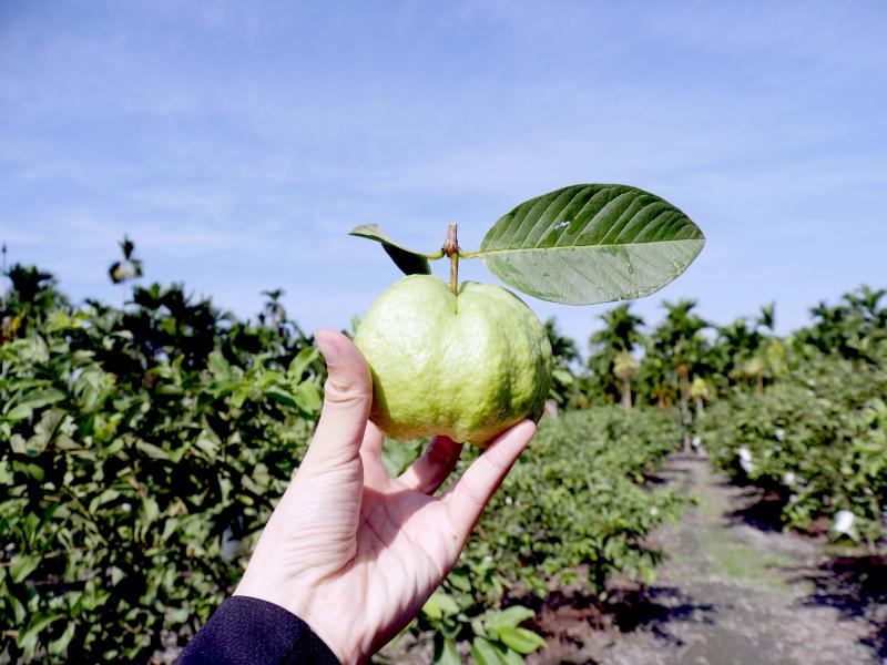 「阿樹果園」堅持以健康、安心食用為目標管理果園