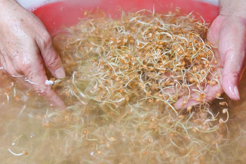 紅小麥發芽情況