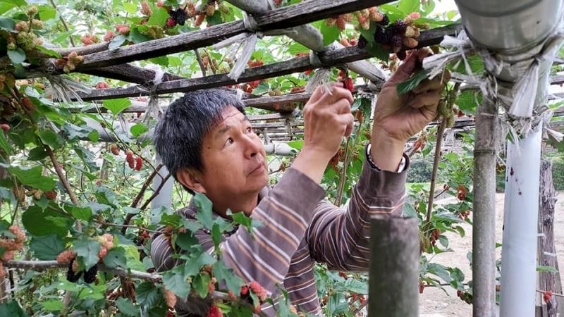 阿農兄堅持新鮮現採只給大家最好的