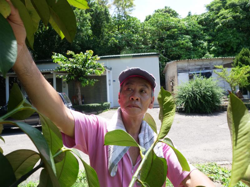 蔡老闆起初在越南工作，品嘗到好吃又便宜的山竹，興起將山竹引進臺灣種植。