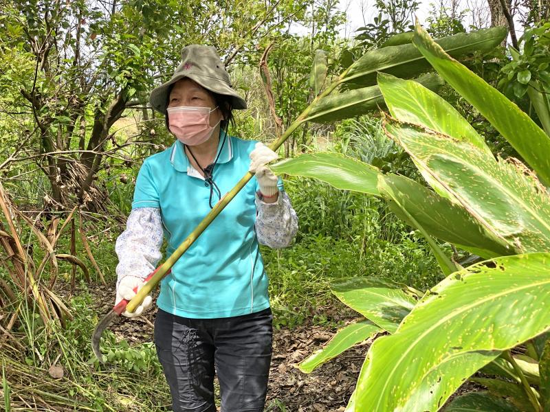 楊恩菊老師在月桃復育基地帶大家認識薑科植物。