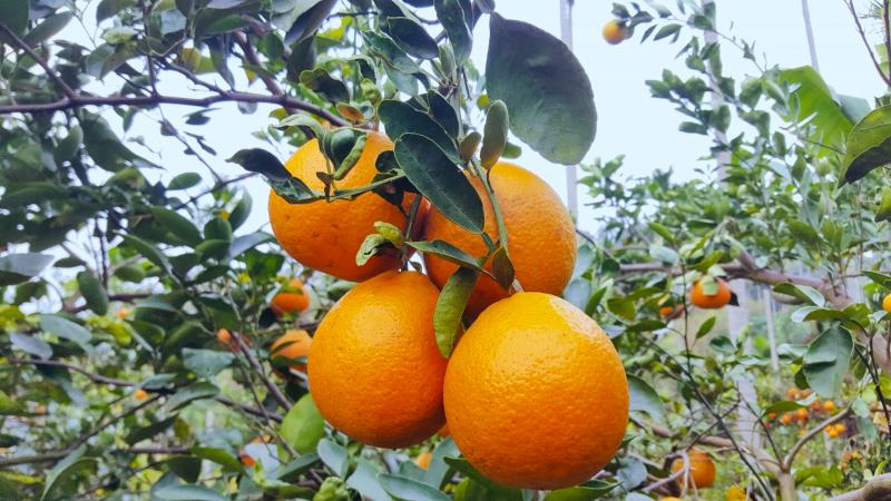 五告站農場所種植的柑橘類果樹