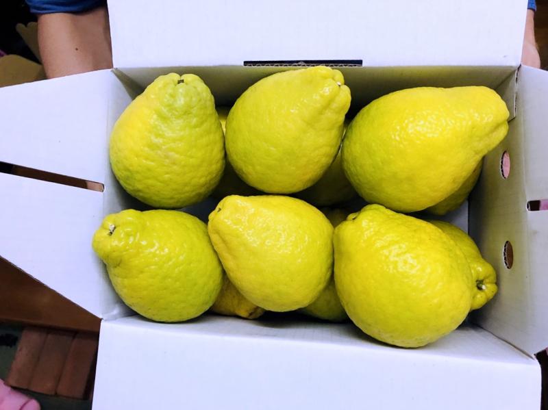 五告站農場所栽培種植的甜檸檬