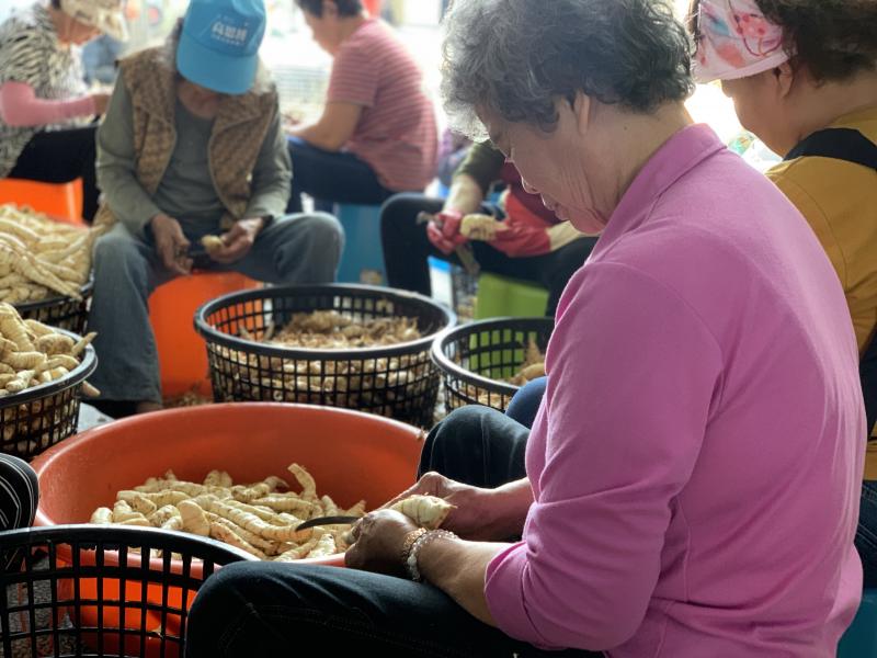 社區長輩們正處理採收後的葛鬱金