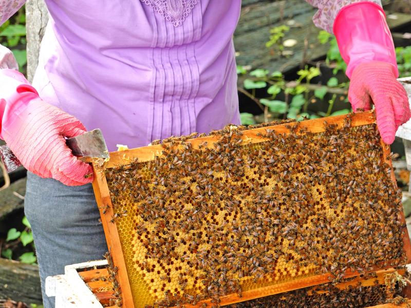 養蜂一定要適時巡視蜂箱，才能照顧好這群義大利蜂。