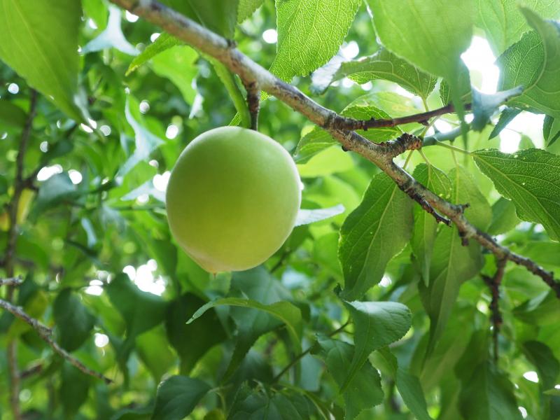 優質天然環境下種植的梅子，無蟲害又飽滿。