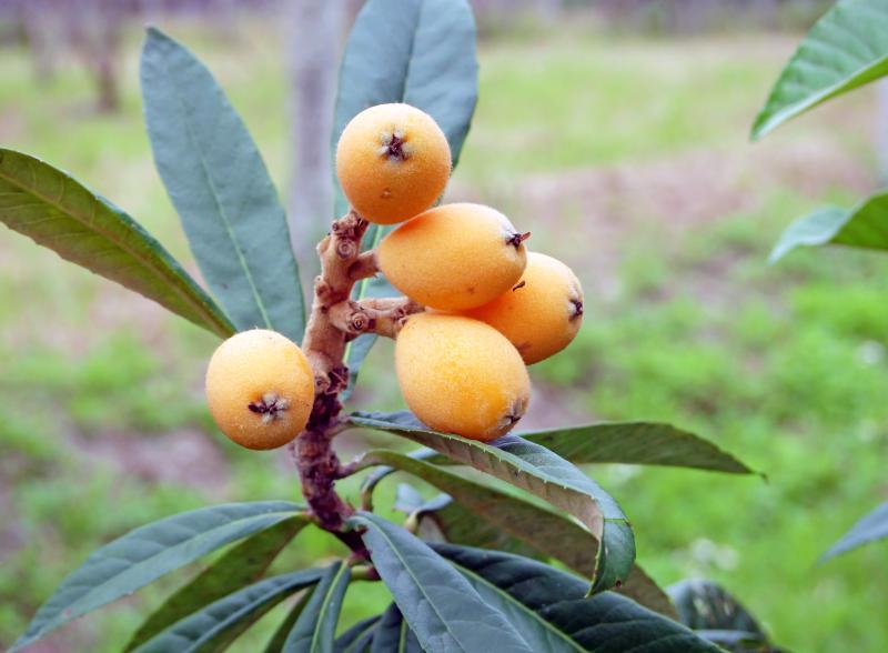 自然農法有機栽種的枇杷