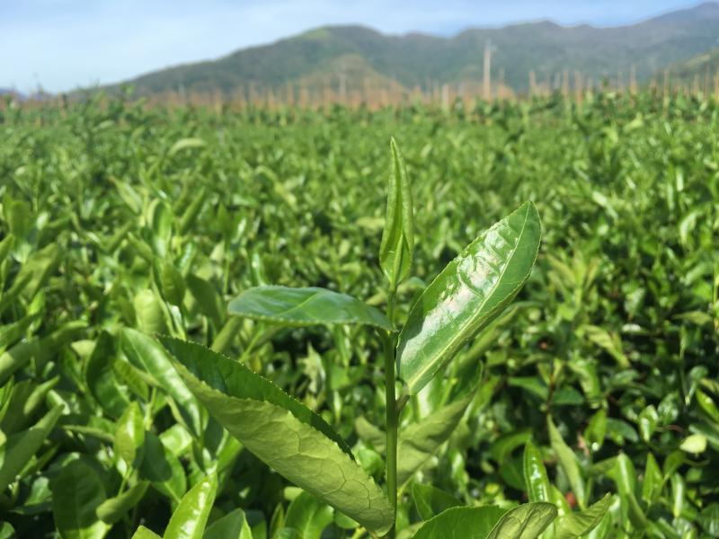 烘焙採用一心二葉的手採茶，穩定品質與風味。