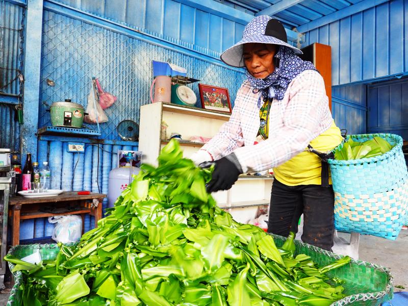 東源山蘇達人-蔡新蘭