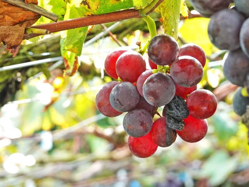 農場栽種的豆漿葡萄，Q彈香甜，外皮還有一層厚厚的果粉。