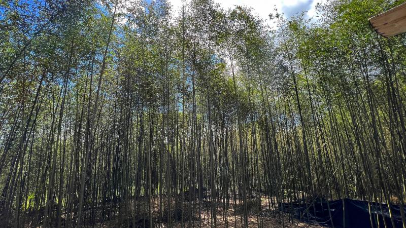 從園區從後山步行十分多鐘，可以讓你瞬間出國，感受到身處京都嵐山竹小徑的氛圍。