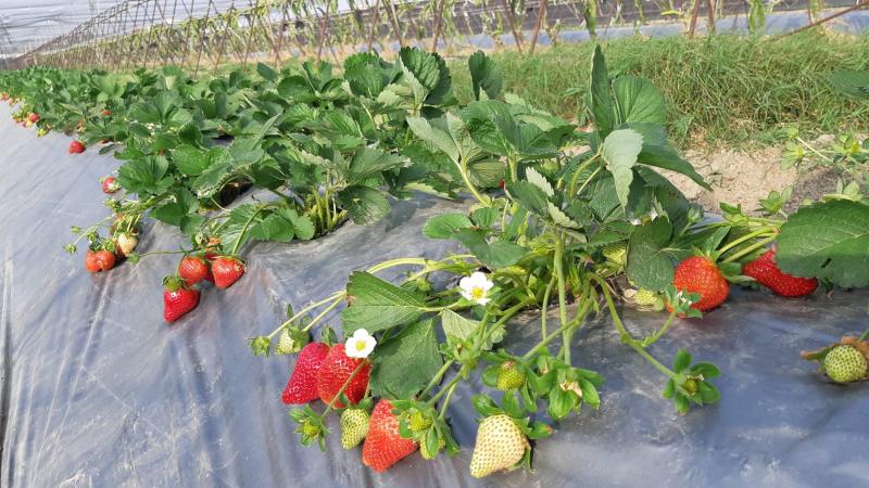 新鮮草莓，產季為12月至5月，歡迎訂購