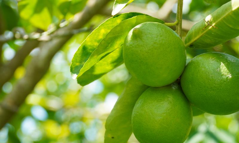 『中途島歡樂果園』是國姓很用心經營有機栽種的小農果園！專營種植無籽檸檬，各類檸檬加工品，客製化檸檬商品。