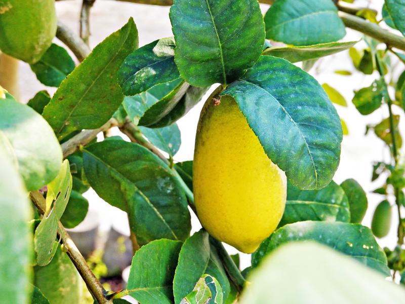 楊秀夫老闆以自然共生的方式種植香水檸檬。