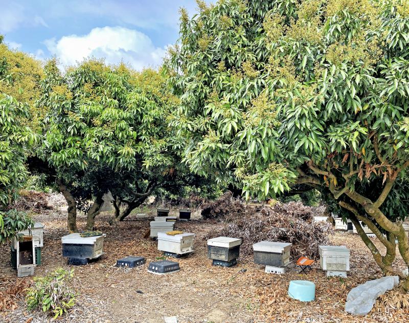 環境安全，以及有足夠蜜源，李老闆才會讓蜜蜂們採蜜。