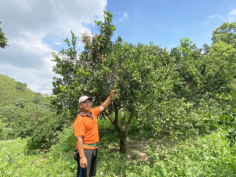 使用有機農法栽種的柑橘果樹