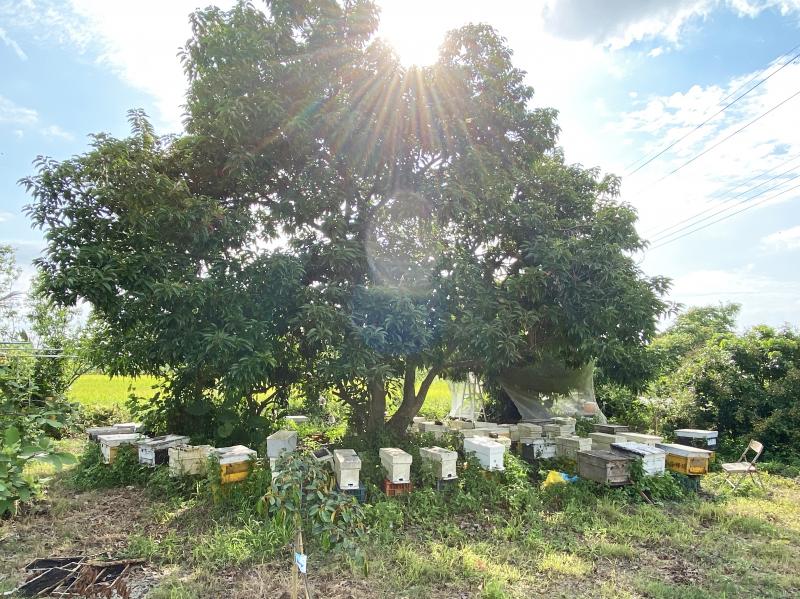 生活在大自然的蜜蜂們，安全的環境才能產出優質蜂蜜。