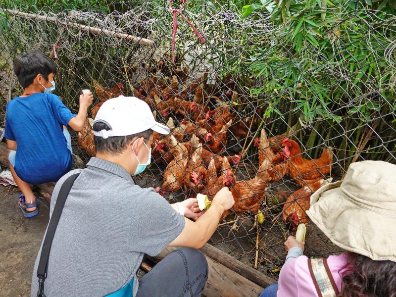 遊客們認識完畜牧生態，體驗用香蕉餵雞的樂趣。