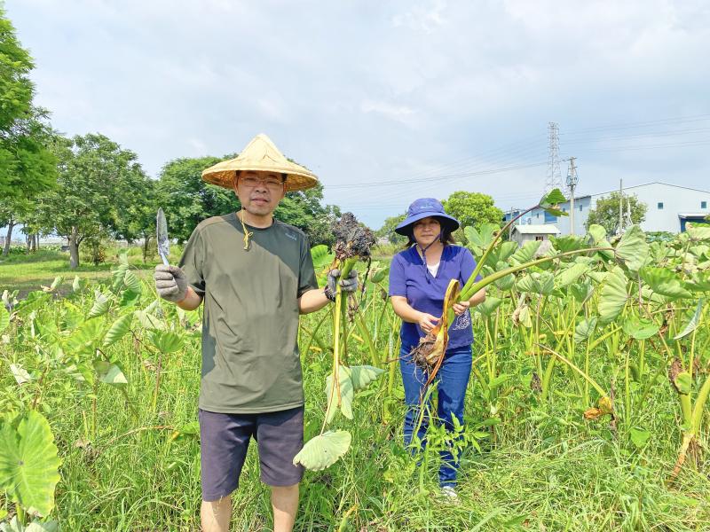 到林內教芋部，遊客可以體驗採收芋頭的樂趣。