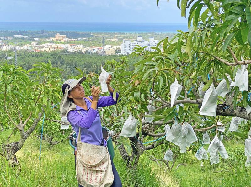 陳蕙安老闆娘每天巡視果園，檢查果樹、果實狀況。