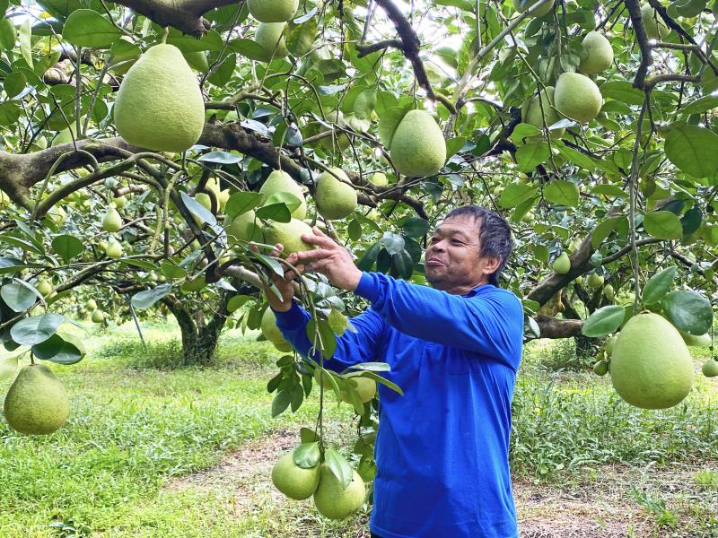 二代汪寶深老闆正在巡視文旦柚果園