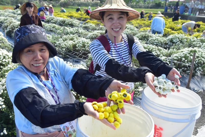 大地志工開心展示採收下的朵朵杭菊