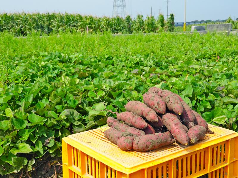 收成的栗子地瓜，滋味總是格外香綿，還帶著淡雅的栗子香