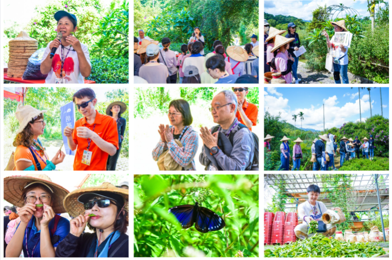 走讀香草園，認識各式香草植物