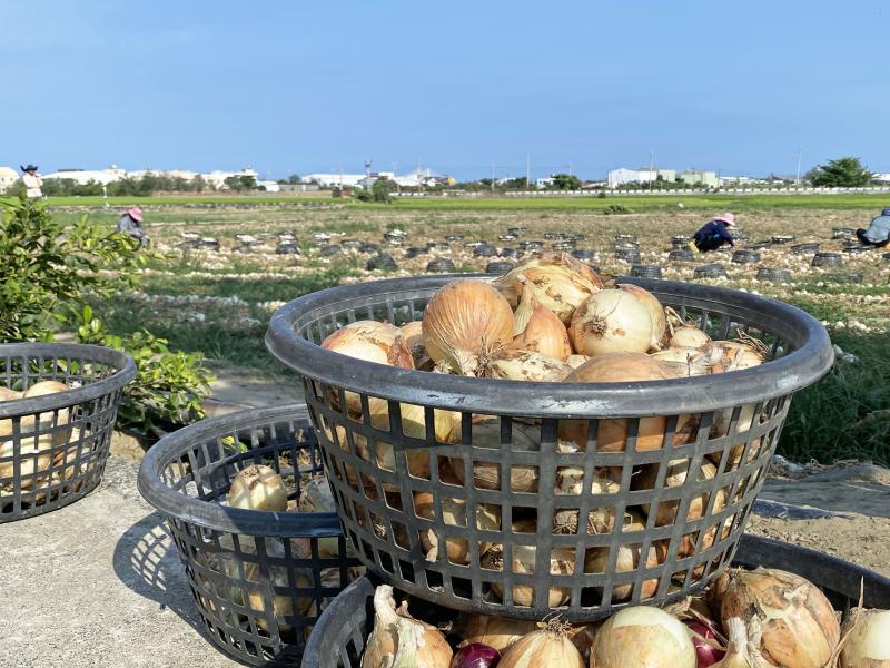 採收後的洋蔥會用籃子承裝和運送。