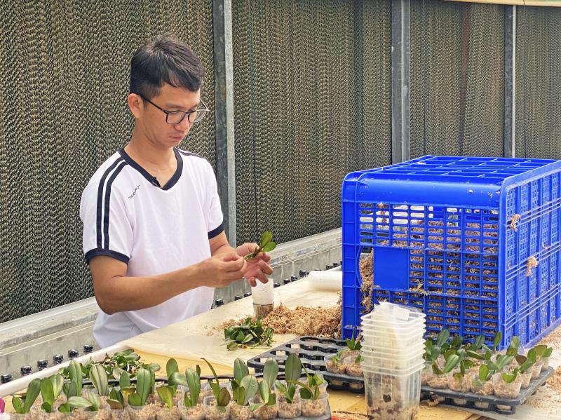 蝴蝶蘭的苗，張家禎老闆也都仔細照顧，才能長出漂亮的蝴蝶蘭。
