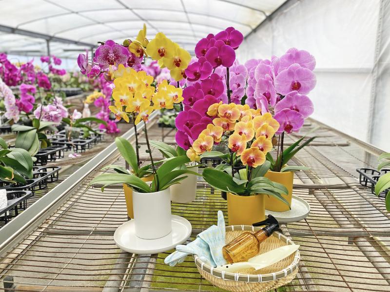 張家禎老闆培育的蝴蝶蘭，從花到葉子都盛開的非常美。