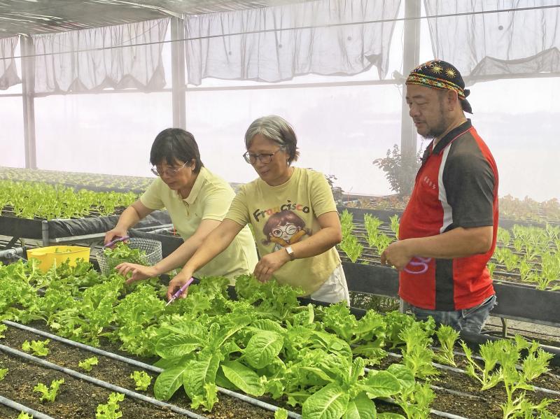 愛某卡多永續農場 百漾‧馬地克拉安老闆，會帶遊客體驗採收生菜。